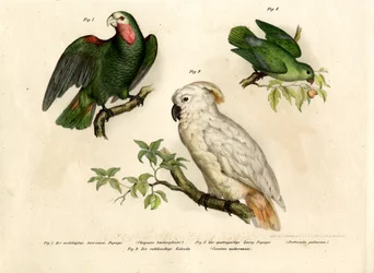 Perroquet à tête blanche, 1864